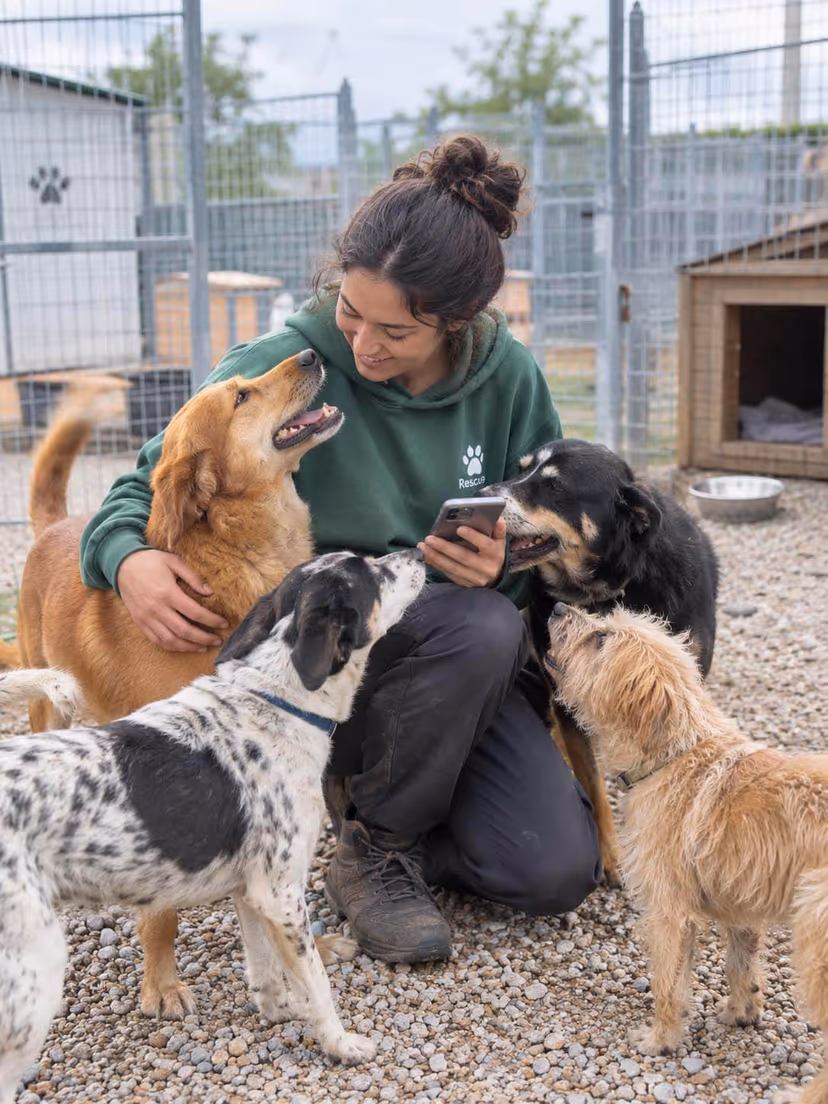 A rescue volunteer in a run with several dogs around them, a phone in one hand